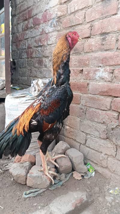 urgent for sale all birds