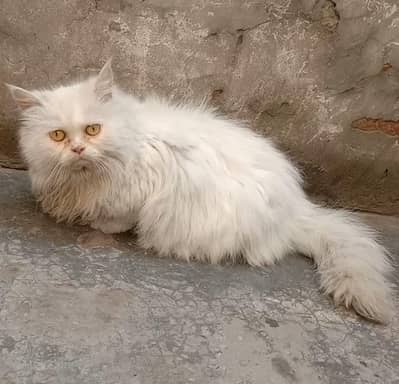parshen cat