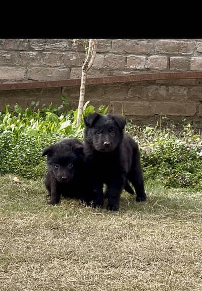 Long coat Black German shepherd Females