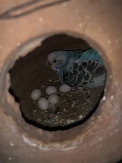 Some Quality Breeder Pairs for sale