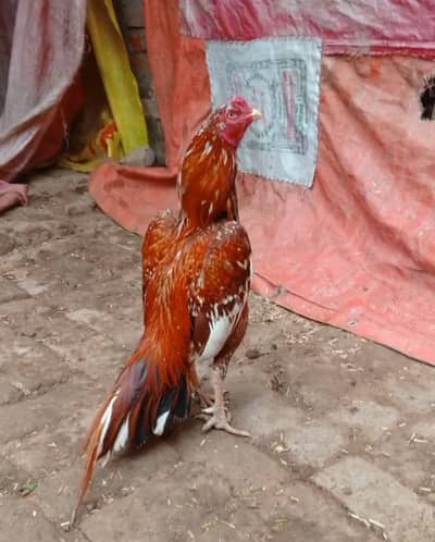 High quality mianwali aseel