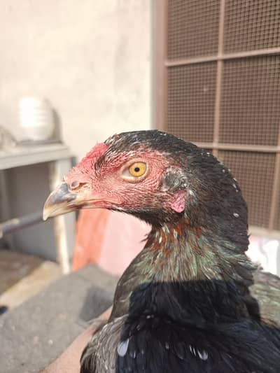 Thai Female age 1.5 years egg laying /burmi / Aseel / Thai / Pakoye