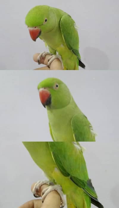 ringneck handtame female also talking