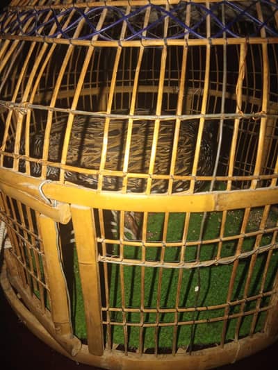 teetar for sale urgent