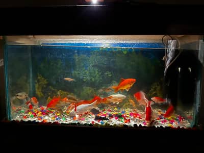 Almost 25 fishs 1 turtle and aquarium plzz serious buyers contect me