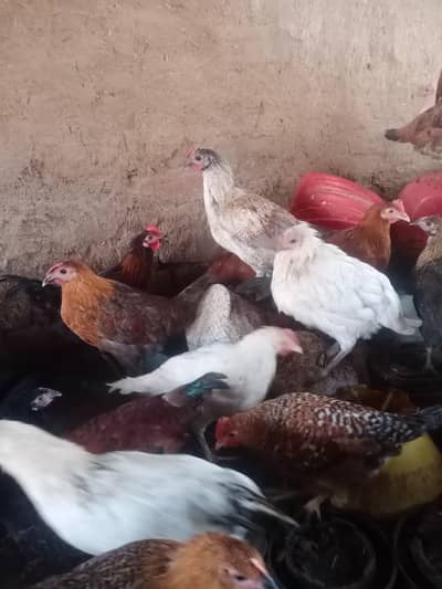 Desi / Cross Breed Murghiyan for Sale