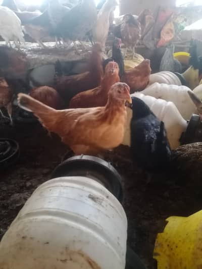 Desi / Cross Breed Murghiyan for Sale