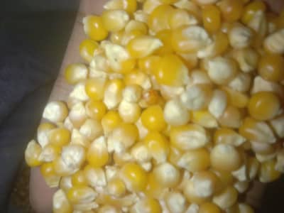 pop corn corn makey 03061316865
