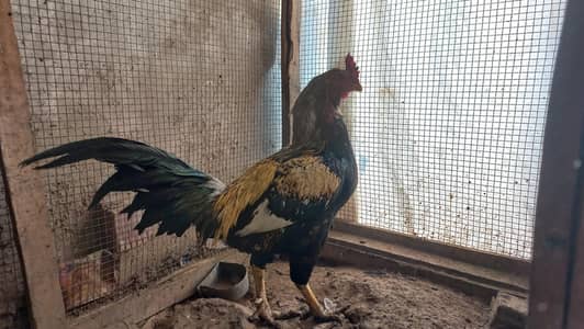 Home breed pair with 2 male