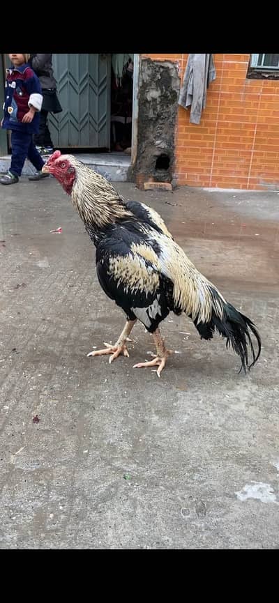 Jawa murgha for sale