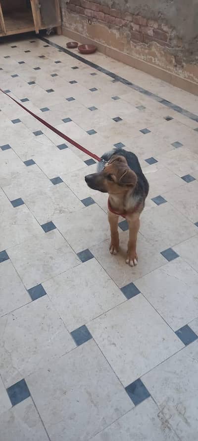 german shefred puppy healthy active proper double coat