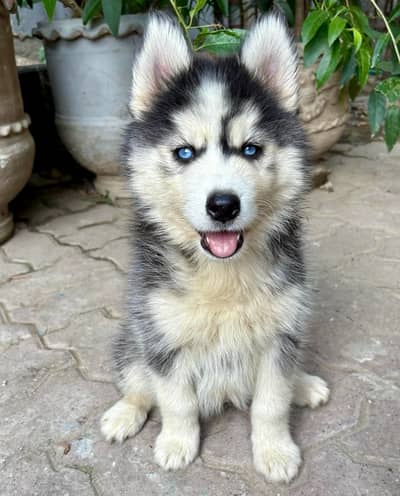 husky female puppy