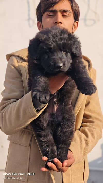 WhatsApp 03244911352  for sale new puppy