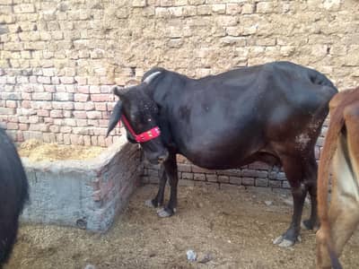 taza sowa Sath bachra