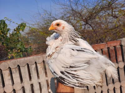 Mianwali × sahiwali Aseel Chicks & Columbian white brahma Female - LHR