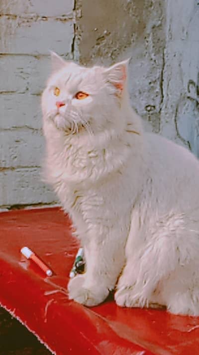 triple coated parsian cat male