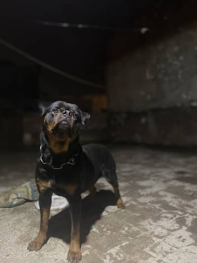 Rottweiler male available