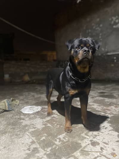 Rottweiler male available for stud