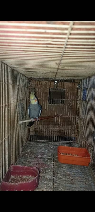 Cocktail Confirmed  breader  male