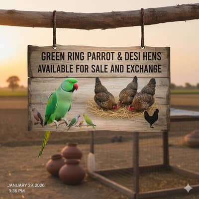 Green ring parrot pair for sale