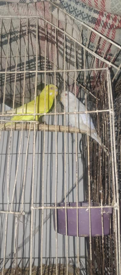 Red eyes pair Breeder pair /03284104548