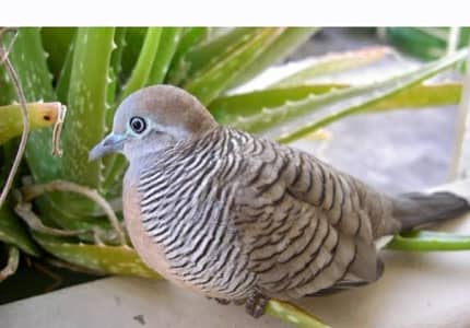 Doves / Doves For Sale / Zebra Dove Common / Qumri / All kind of Doves