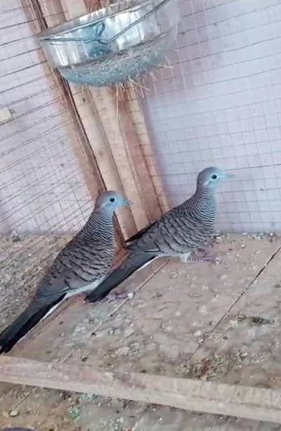 Zebra Dove Common / Doves / Doves For Sale / Qumri / All kind of Doves