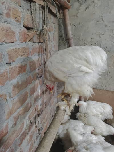 white havi buff golden havi buff