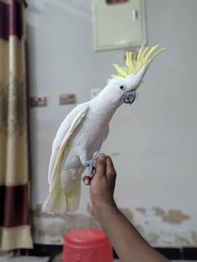 cookato family parrot. 0314.1828913