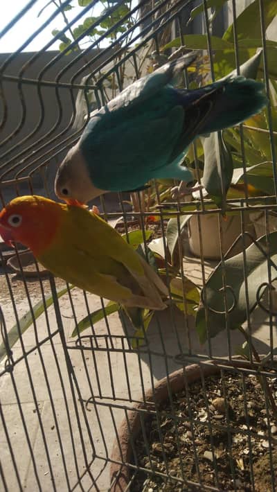 Green palfeow and blue palfelow split with dna