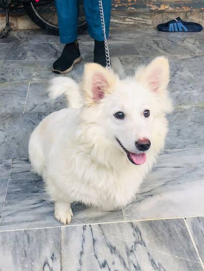 Russian Female Dog 0 Size