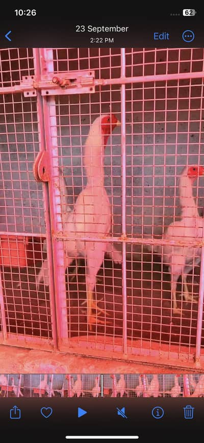 German o Shamo Trio Available