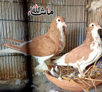 4 Sherazi  100% Breder Pairs For Sale