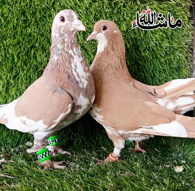 2 Sherazi  100% Breder Pairs For Sale