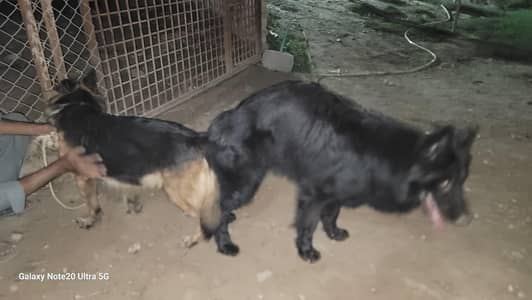 non pedigree 3 female pups available long hair