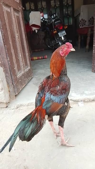 lahk aseel murge high quality for sale