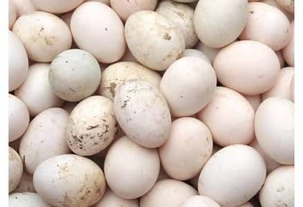 Duck Eggs