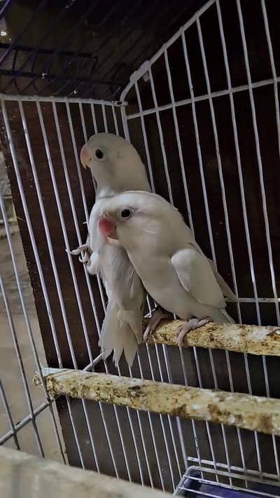 love birds all breeds