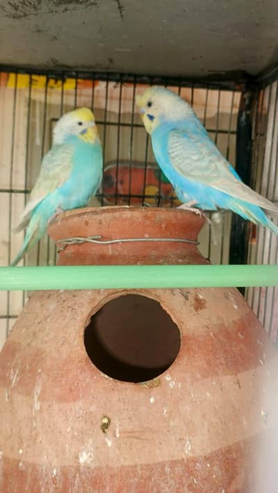 4 Australians breeder male for sale or exchange possible