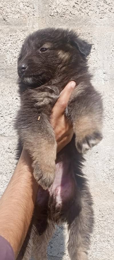 bagyari alsatian original 03340230970