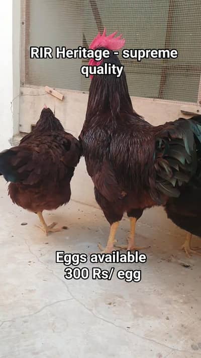 Golden buff- rir heritage- breeder-fertile eggs for sell-rir-fancy hen