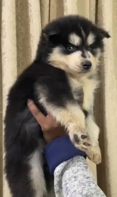 Siberian husky puppy for sale my WhatsApp number 0326337602