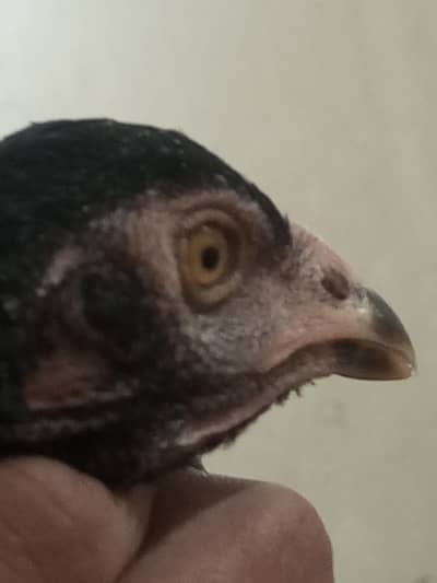 aseel mushka high quality pair