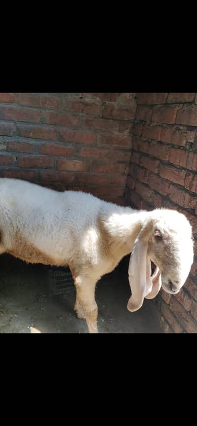 dasey kagla satra erjant sael 03064295133