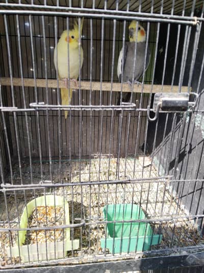 cocktail breeder pairs