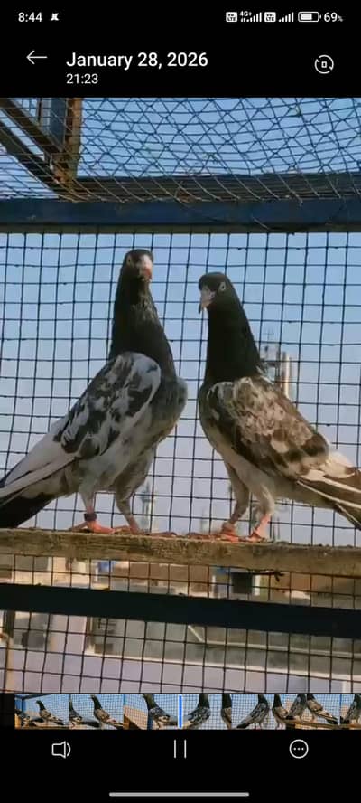 Teddy aur Sialkoti Batera joraa