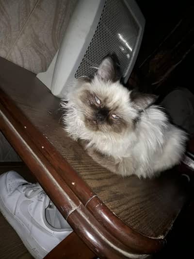 Siamese Kitten fluffy courted for sale