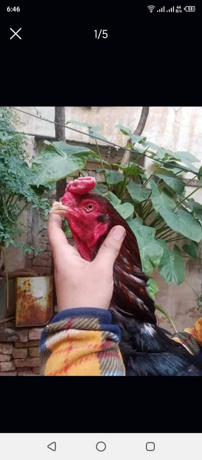 aseel lover 03441567770