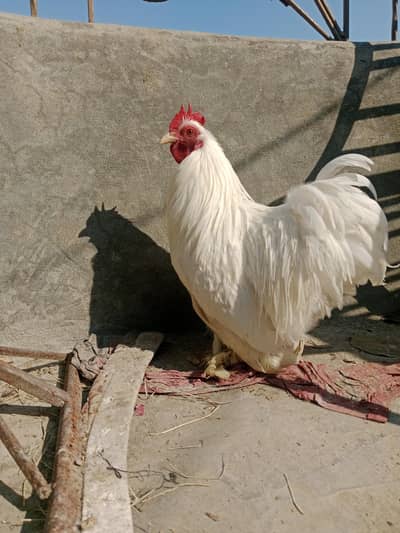 white bantam breader pieces