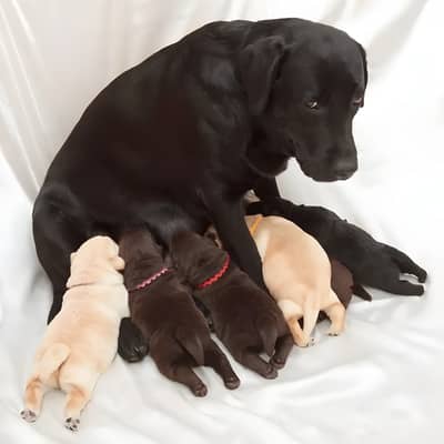 Labrador Puppies Available For Sale
